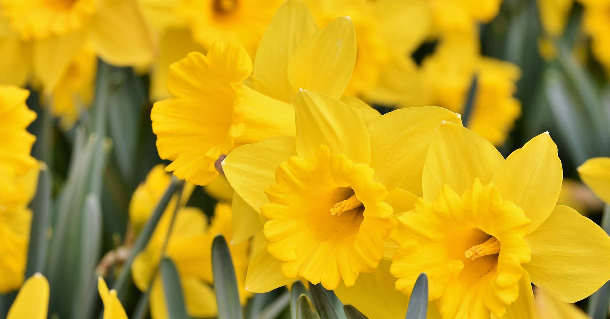 Jersey Car Hire Europcar Jersey